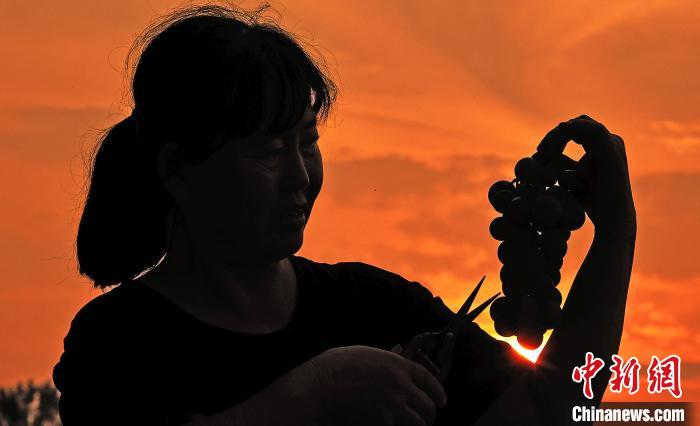 山西新绛:葡萄香满园 田间采摘忙 第2张 山西新绛:葡萄香满园 田间采摘忙 第2张